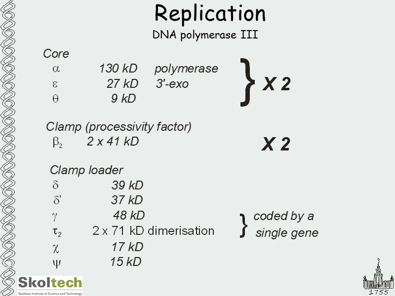 Replication DNA polymerase III